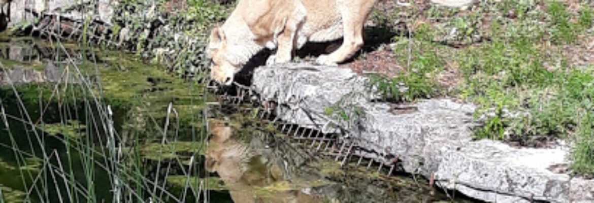 Zoo de Lyon