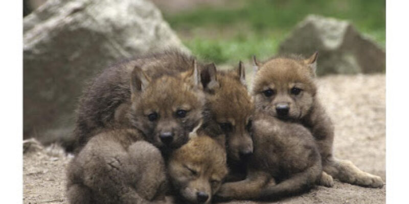 La Maison des Loups