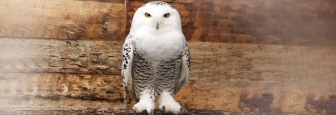 Zoo de Bordeaux Pessac