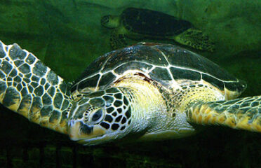 Aquarium de Vannes