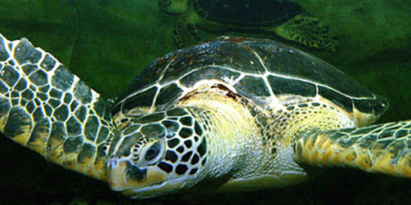 Aquarium de Vannes