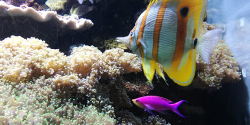 Aquarium Marin du Cap d’Agde
