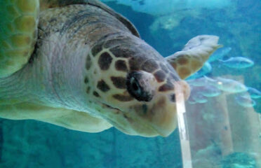 Aquarium de Biarritz