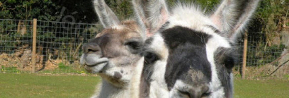 Parc Animalier de la Dame Blanche
