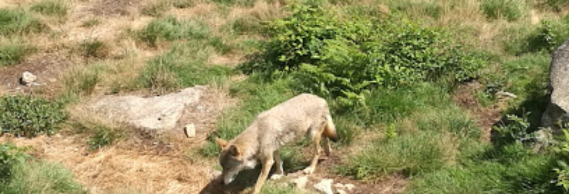 Parc Animalier des Monts de Guéret