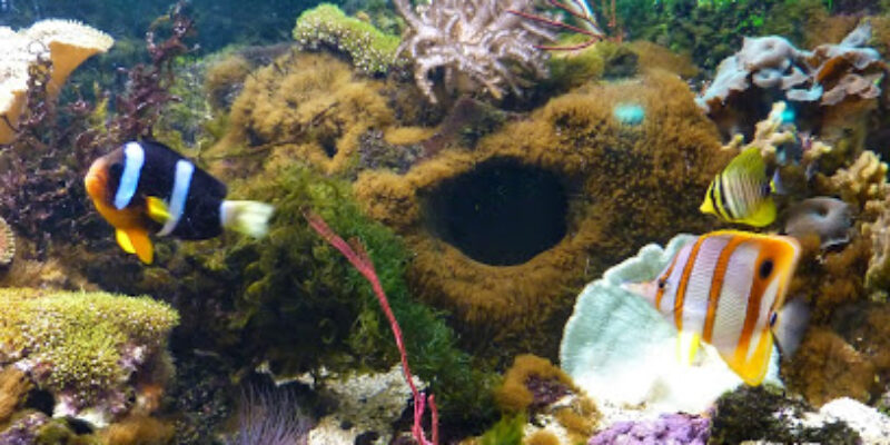 Le Roc des Curiosités Musée & Aquarium