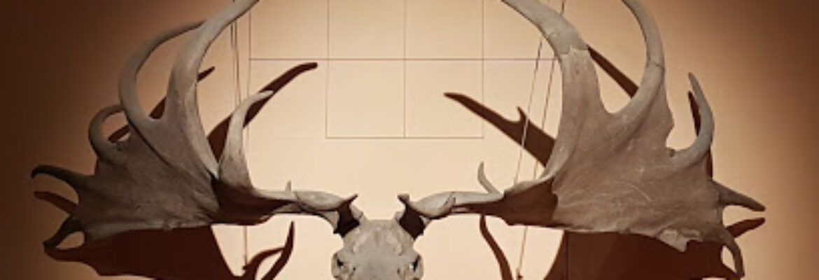 Musée d’Archéologie Nationale