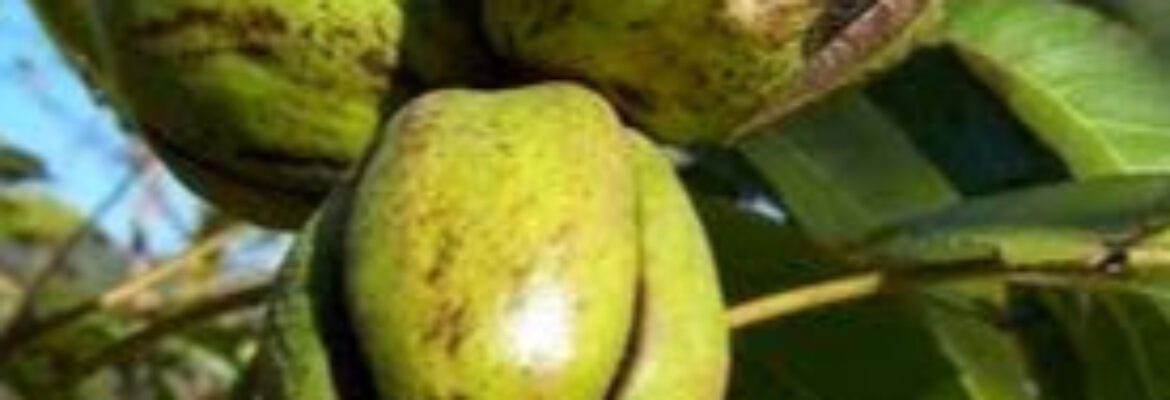 Jardin Botanique Fruitier Avapessa