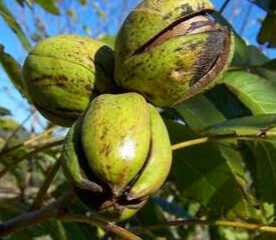 Jardin Botanique Fruitier Avapessa