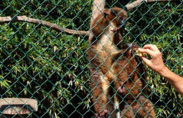 Tropical Zoo