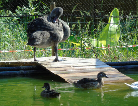 Zoo Refuge de Mescoules