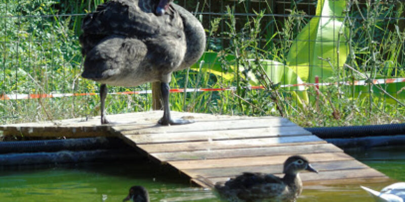 Zoo Refuge de Mescoules