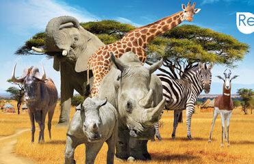 Safari de Peaugres