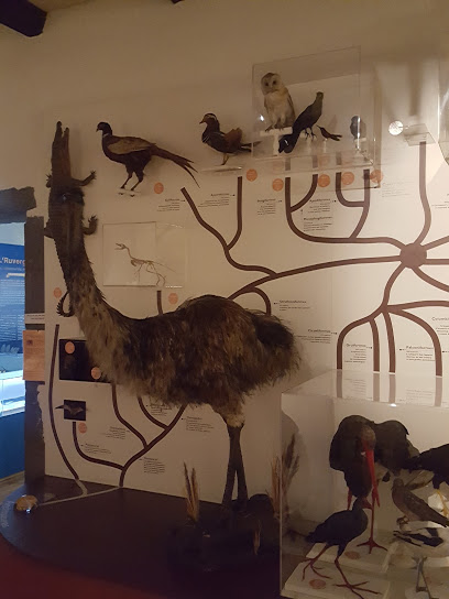 Musée Henri-Lecoq