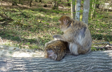 Terre de Singes