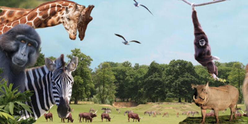 Thoiry ZooSafari