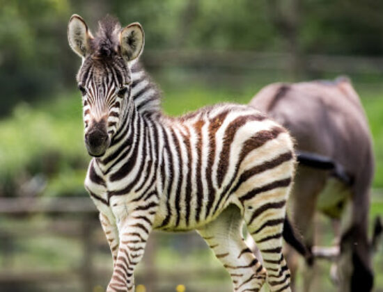 Parc Zoo Du Reynou