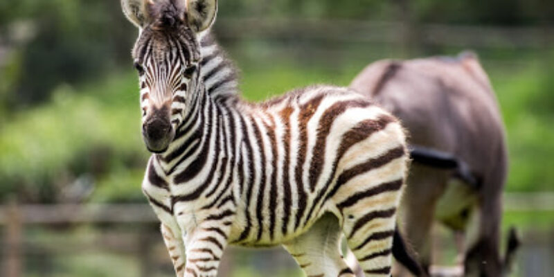 Parc Zoo Du Reynou