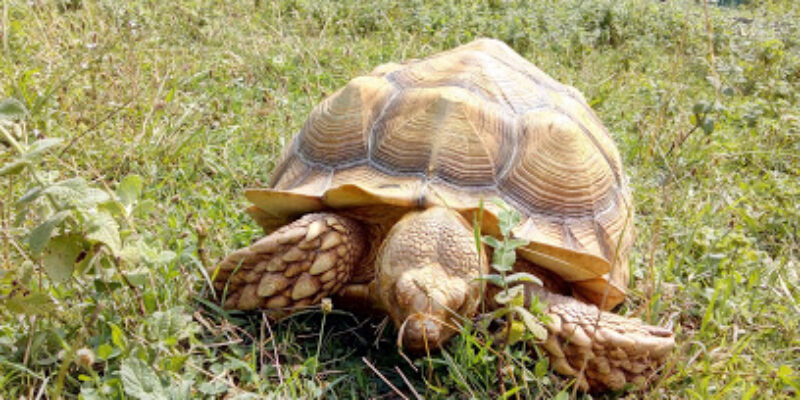 La Ferme des Reptiles