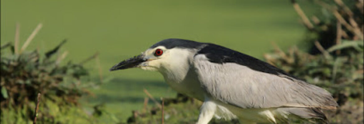 Le Marais aux Oiseaux