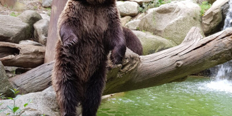 Parc Animalier des Pyrénées