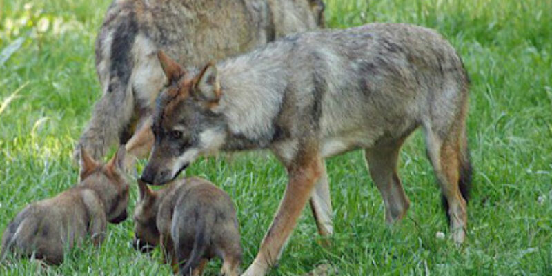 Parc animalier de Courzieu