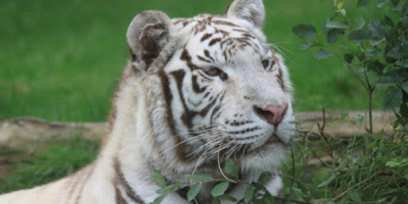 Zoo d’Asson