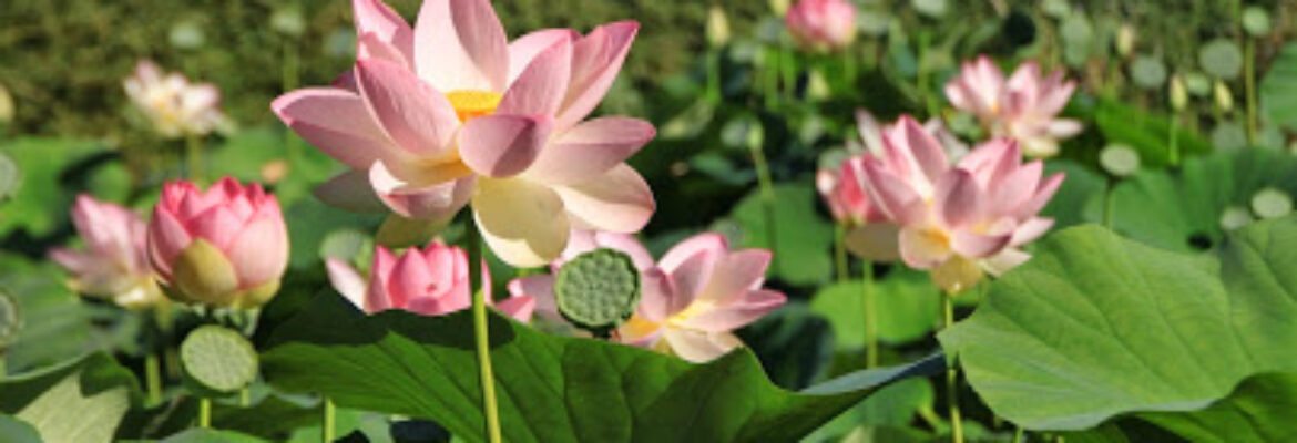 Les jardins des Martels
