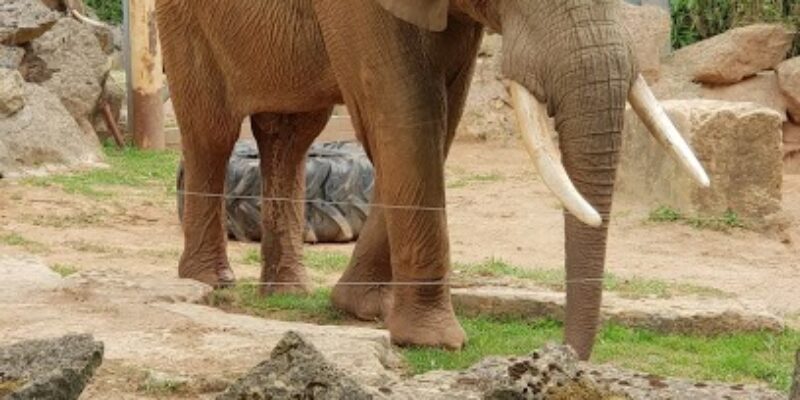 Zoo d’Amnéville
