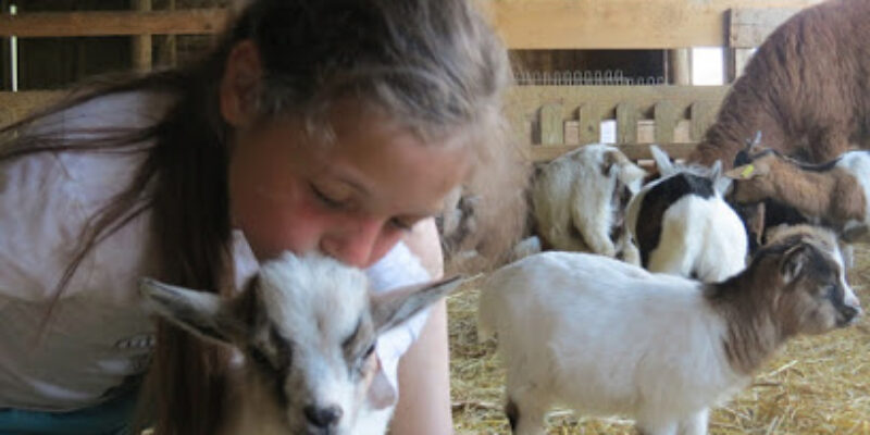 Héria : Parc animalier du Hérisson