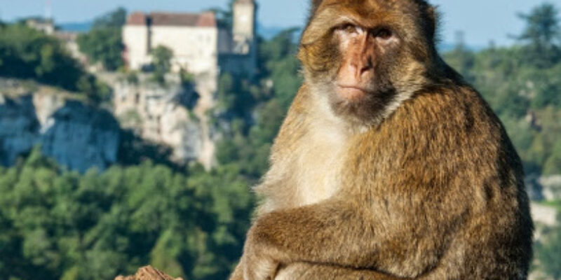 La Forêt des Singes