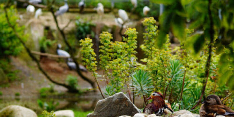 Zooparc de Trégomeur