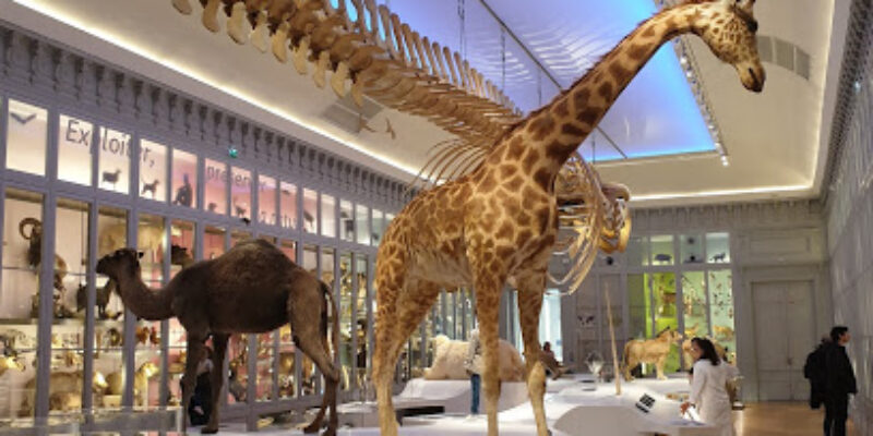 Muséum de Bordeaux