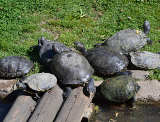 Touroparc Zoo