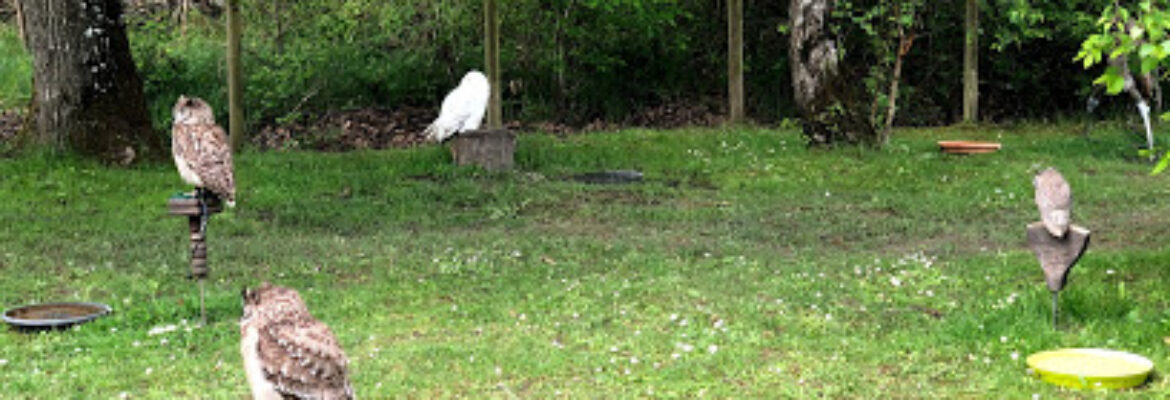 Forêt des Aigles