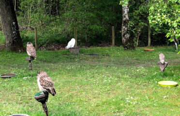 Forêt des Aigles
