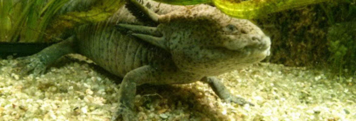 Laboratoire Reptiles et Amphibiens