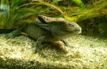 Laboratoire Reptiles et Amphibiens