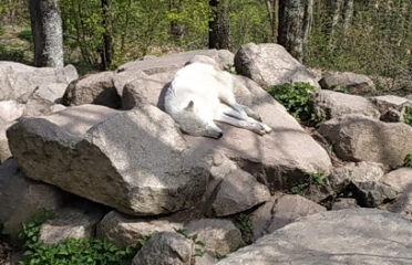 Parc animalier de Courzieu