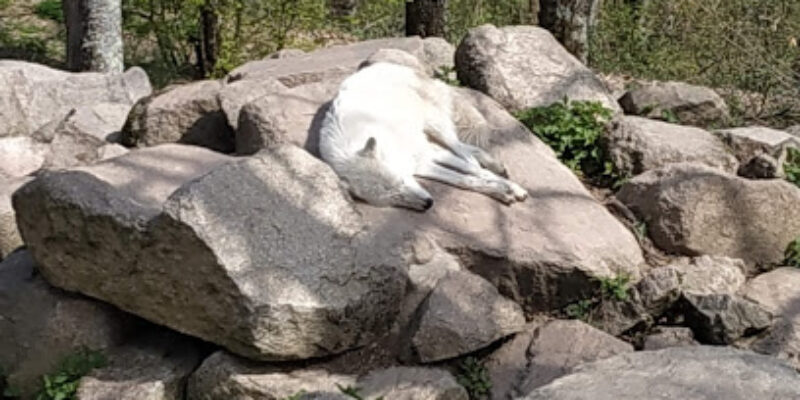 Parc animalier de Courzieu