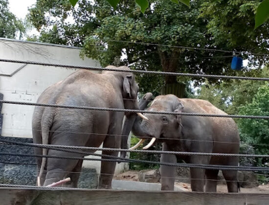 Zoo Maubeuge