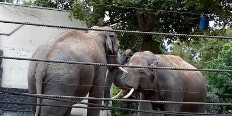 Zoo Maubeuge
