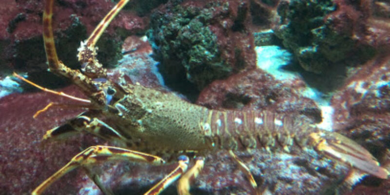 Aquarium de Paris