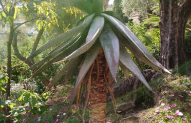 Jardin botanique Val Rahmeh-Menton
