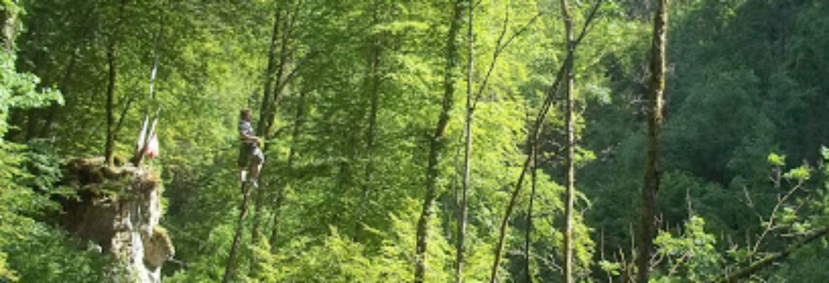 Leman Forest