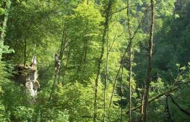 Leman Forest