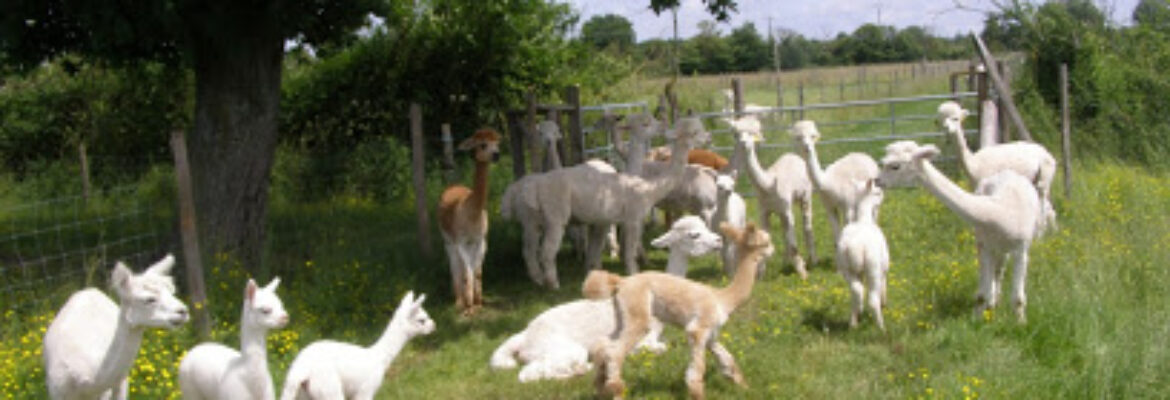 Paga Parc Argenton Alpacas