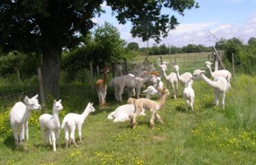 Paga Parc Argenton Alpacas