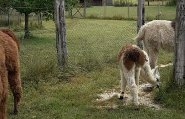 Les lamas de Brandacot