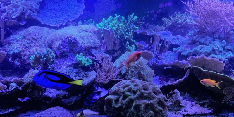 Aquarium d’Amnéville